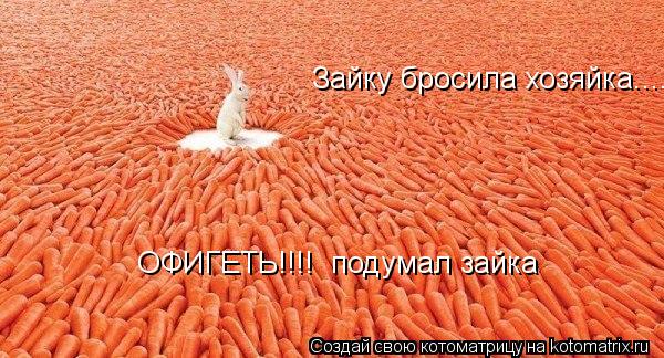 Зайку бросила хозяйка.... ОФИГЕТЬ!!!! подумал зайка... Котоматрица: Зайку бросила хозяйка.... ОФИГЕТЬ!!!! подумал зайка