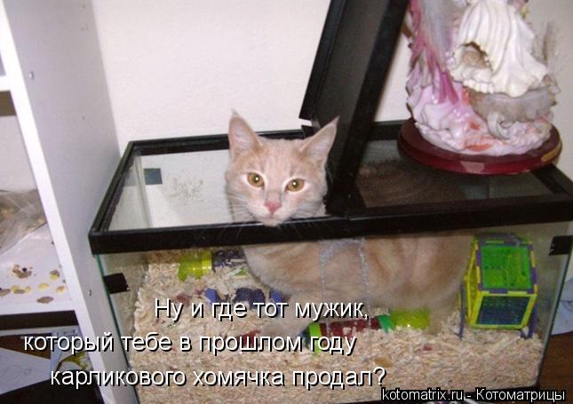 Ну и где тот мужик, который тебе в прошлом году карликового хомячка продал?... Котоматрица: Ну и где тот мужик, который тебе в прошлом году карликового хомячка продал?