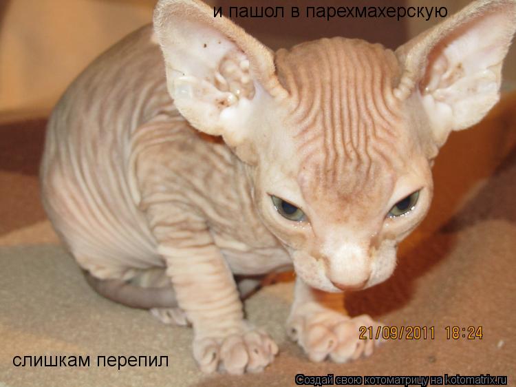 слишкам перепил и пашол в парехмахерскую... Котоматрица: слишкам перепил и пашол в парехмахерскую