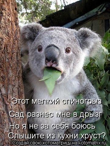 Этот мелкий спиногрыз Сад разнёс мне в дрызг Но я не за себя боюсь Слышите из кухни хруст?... Котоматрица: Этот мелкий спиногрыз Сад разнёс мне в дрызг Но я не за себя боюсь Слышите из кухни хруст?