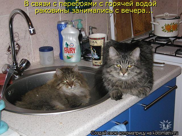 В связи с перебоями с горячей водой раковины занимались с вечера...... Котоматрица: В связи с перебоями с горячей водой раковины занимались с вечера...