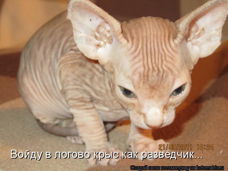 Войду в логово крыс как разведчик...... Котоматрица: Войду в логово крыс как разведчик...