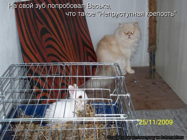 На свой зуб попробовал Васька, что такое "Неприступная крепость"... Котоматрица: На свой зуб попробовал Васька, что такое "Неприступная крепость"