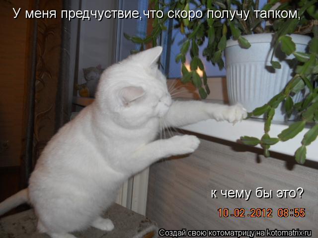 Котоматрица: У меня предчуствие,что скоро получу тапком, к чему бы это?