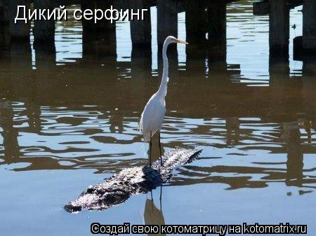 Котоматрица: Дикий серфинг