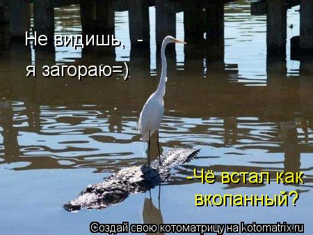 Котоматрица: -Чё встал как  вкопанный? Не видишь,  - я загораю=)