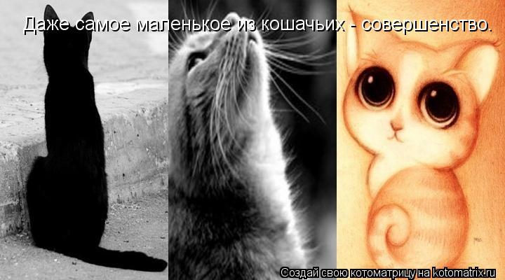 Котоматрица: Даже самое маленькое из кошачьих - совершенство.