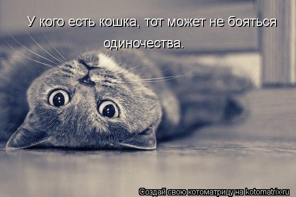 Котоматрица: У кого есть кошка, тот может не бояться  одиночества.