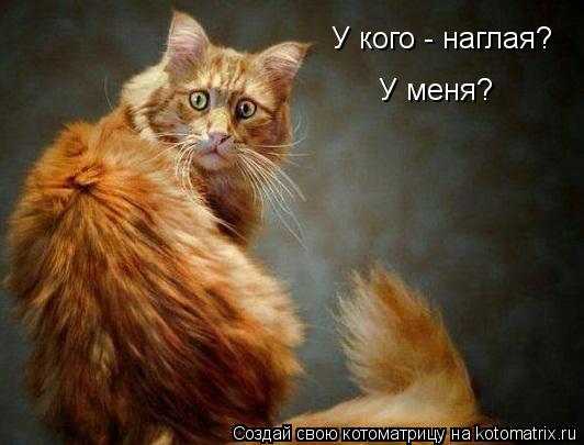 Котоматрица: У кого - наглая? У меня?