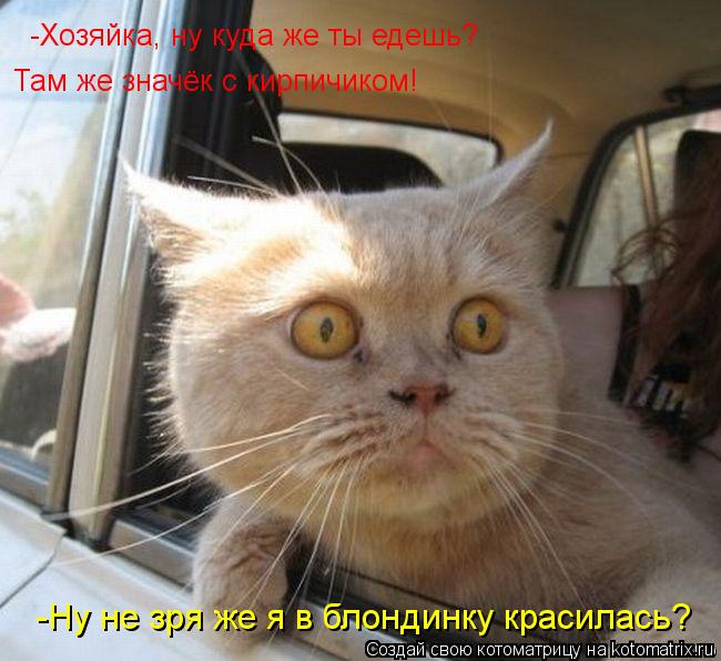 Котоматрица: -Хозяйка, ну куда же ты едешь? Там же значёк с кирпичиком! -Ну не зря же я в блондинку красилась?