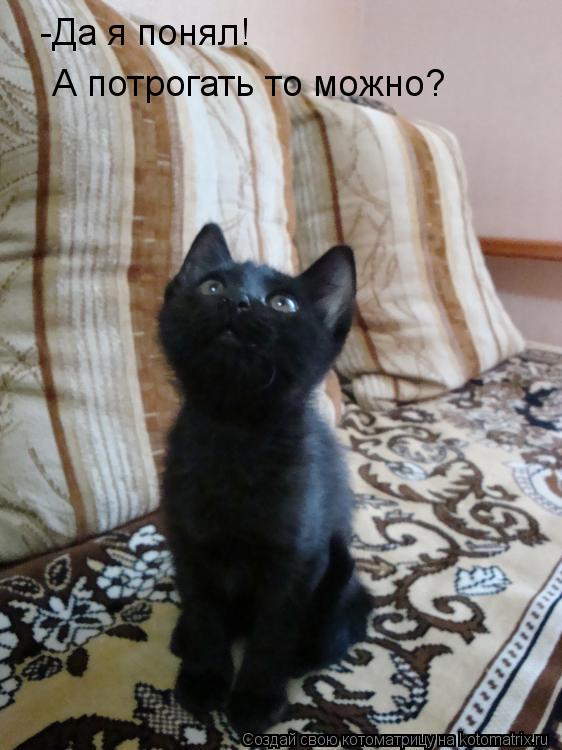 Котоматрица: -Да я понял! А потрогать то можно?