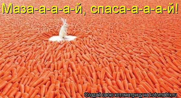 Маза-а-а-а-й, спаса-а-а-а-й!... Котоматрица: Маза-а-а-а-й, спаса-а-а-а-й!