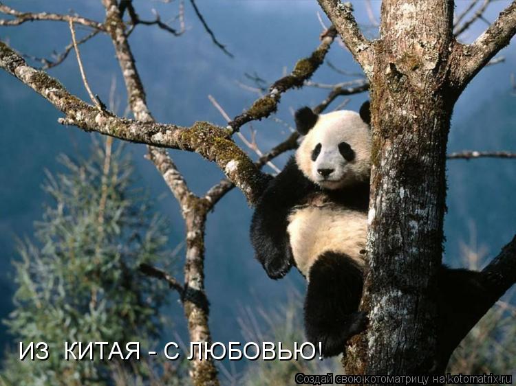 ИЗ КИТАЯ - С ЛЮБОВЬЮ!... Котоматрица: ИЗ КИТАЯ - С ЛЮБОВЬЮ!