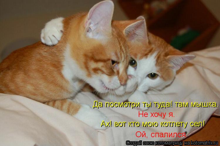 Да посмотри ты туда! там мышка. Ах! вот кто мою котлету сел! Не хочу я. Ой, спалился.... Котоматрица: Да посмотри ты туда! там мышка. Ах! вот кто мою котлету сел! Не хочу я. Ой, спалился.