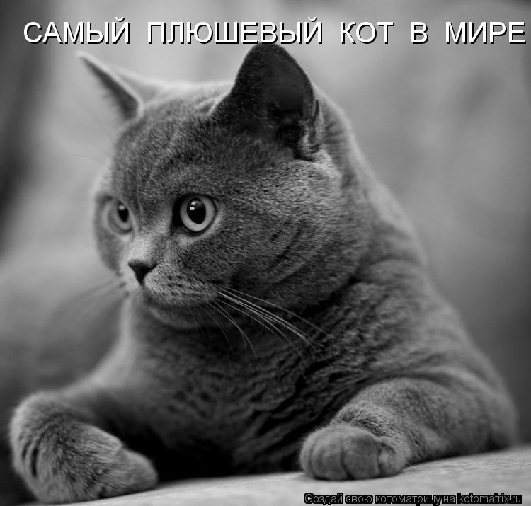 САМЫЙ ПЛЮШЕВЫЙ КОТ В МИРЕ... Котоматрица: САМЫЙ ПЛЮШЕВЫЙ КОТ В МИРЕ