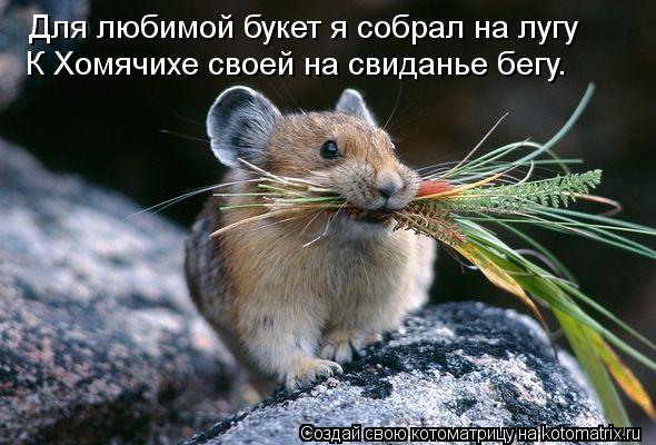 Для любимой букет я собрал на лугу К Хомячихе своей на свиданье бегу.... Котоматрица: Для любимой букет я собрал на лугу К Хомячихе своей на свиданье бегу.
