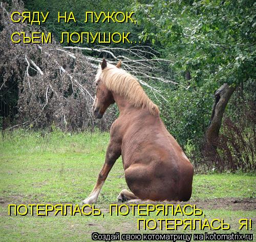 СЯДУ НА ЛУЖОК, СЪЕМ ЛОПУШОК... ПОТЕРЯЛАСЬ, ПОТЕРЯЛАСЬ, ПОТЕРЯЛАСЬ Я!... Котоматрица: СЯДУ НА ЛУЖОК, СЪЕМ ЛОПУШОК... ПОТЕРЯЛАСЬ, ПОТЕРЯЛАСЬ, ПОТЕРЯЛАСЬ Я!