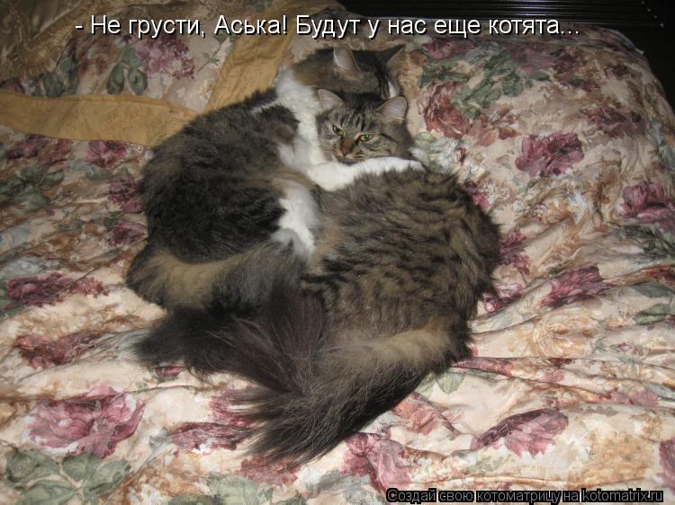 - Не грусти, Аська! Будут у нас еще котята...... Котоматрица: - Не грусти, Аська! Будут у нас еще котята...