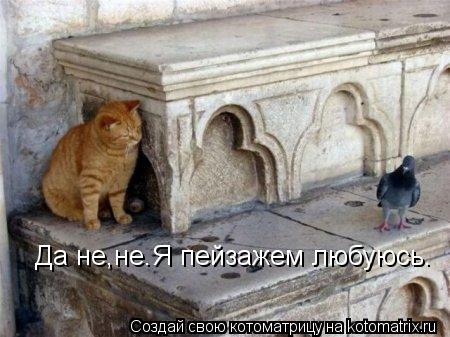 Да не,не.Я пейзажем любуюсь.... Котоматрица: Да не,не.Я пейзажем любуюсь.