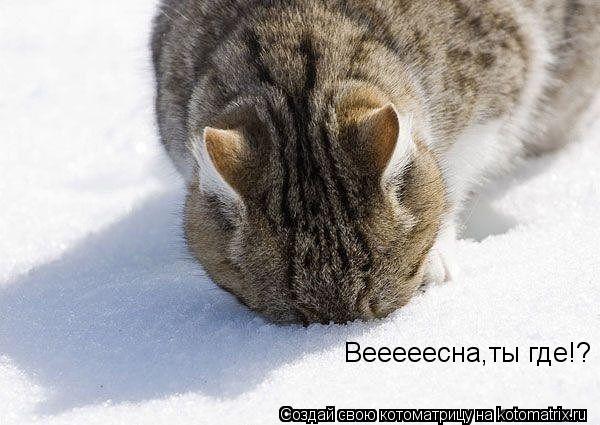 Вееееесна,ты где!?... Котоматрица: Вееееесна,ты где!?