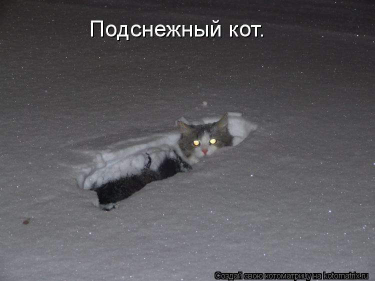 Подснежный кот.... Котоматрица: Подснежный кот.
