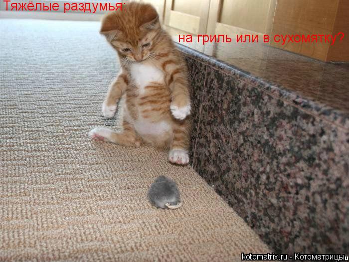 Тяжёлые раздумья: на гриль или в сухомятку?... Котоматрица: Тяжёлые раздумья: на гриль или в сухомятку?