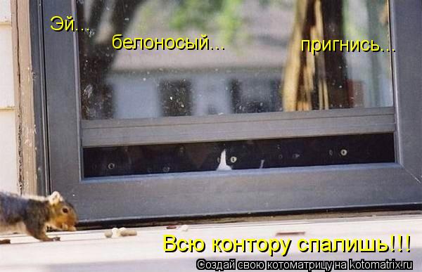 Эй... белоносый... пригнись... Всю контору спалишь!!!... Котоматрица: Эй... белоносый... пригнись... Всю контору спалишь!!!