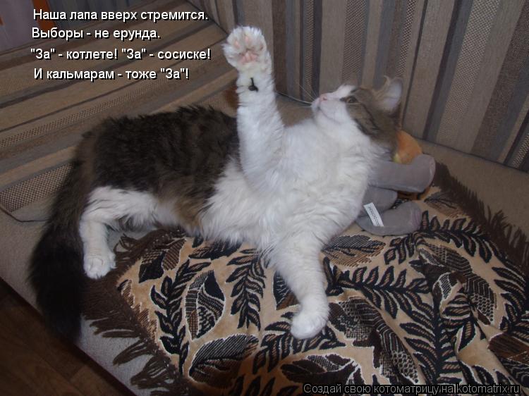 Наша лапа вверх стремится. ... Котоматрица: Наша лапа вверх стремится. Выборы - не ерунда.
