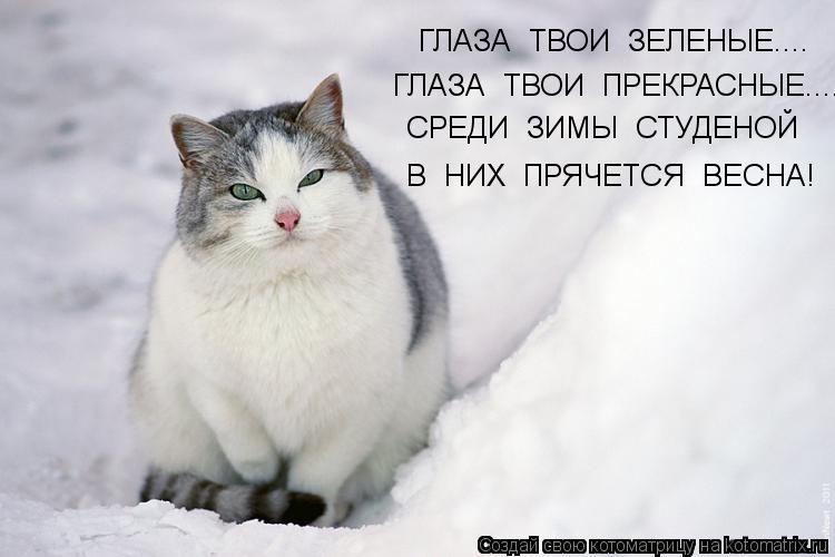 ГЛАЗА ТВОИ ЗЕЛЕНЫЕ.... ГЛАЗА ТВОИ ПРЕКРАСНЫЕ.... СРЕДИ ЗИМЫ СТУДЕНОЙ В НИХ ПРЯЧЕТСЯ ВЕСНА!... Котоматрица: ГЛАЗА ТВОИ ЗЕЛЕНЫЕ.... ГЛАЗА ТВОИ ПРЕКРАСНЫЕ.... СРЕДИ ЗИМЫ СТУДЕНОЙ В НИХ ПРЯЧЕТСЯ ВЕСНА!