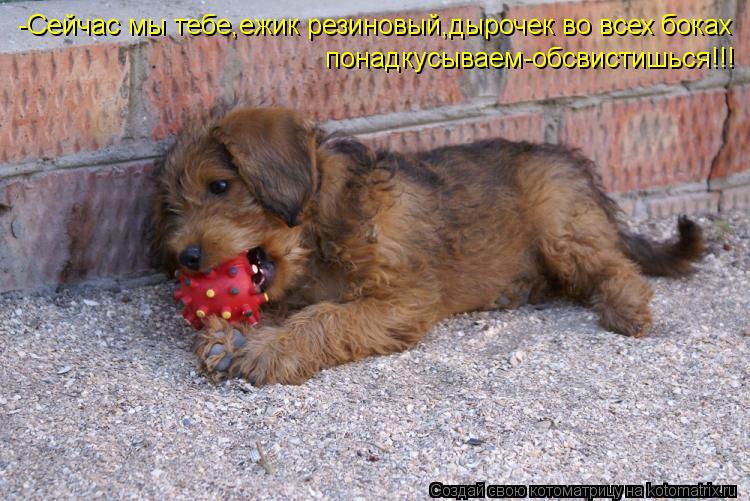 -Сейчас мы тебе,ежик резиновый,дырочек во всех боках понадкусываем-обсвистишься!!!... Котоматрица: -Сейчас мы тебе,ежик резиновый,дырочек во всех боках понадкусываем-обсвистишься!!!