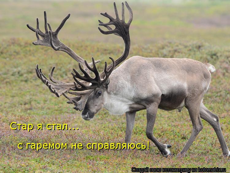 Стар я стал... с гаремом не справляюсь!... Котоматрица: Стар я стал... с гаремом не справляюсь!