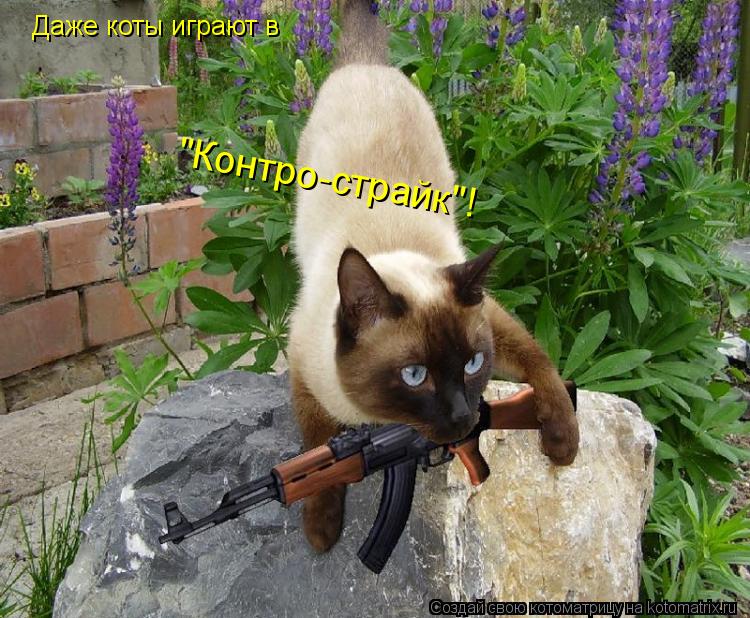 Даже коты играют в "Контро-страйк"!... Котоматрица: Даже коты играют в "Контро-страйк"!