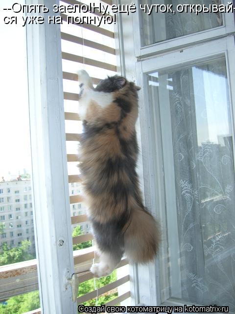 --Опять заело!Ну,ещё чуток,открывай- ся уже на полную!... Котоматрица: --Опять заело!Ну,ещё чуток,открывай- ся уже на полную!