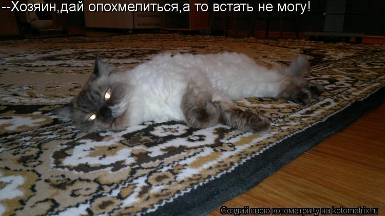 --Хозяин,дай опохмелиться,а то встать не могу!... Котоматрица: --Хозяин,дай опохмелиться,а то встать не могу!