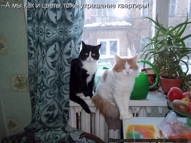 --А мы,как и цветы,тоже украшение квартиры!... Котоматрица: --А мы,как и цветы,тоже украшение квартиры!