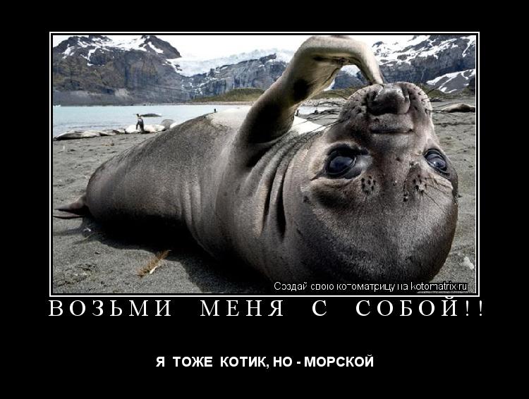 ВОЗЬМИ МЕНЯ С СОБОЙ!! Я ТОЖЕ КОТИК, НО - МОРСКОЙ... Котоматрица: ВОЗЬМИ МЕНЯ С СОБОЙ!! Я ТОЖЕ КОТИК, НО - МОРСКОЙ