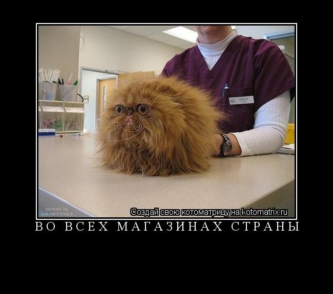 Во всех магазинах страны ... Котоматрица: Во всех магазинах страны