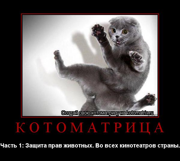 КотоМатрица Часть 1: Защита прав животных. Во всех кинотеатров страны.... Котоматрица: КотоМатрица Часть 1: Защита прав животных. Во всех кинотеатров страны.