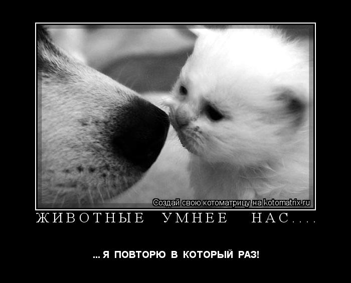 ЖИВОТНЫЕ УМНЕЕ НАС.... ... Я ПОВТОРЮ В КОТОРЫЙ РАЗ!... Котоматрица: ЖИВОТНЫЕ УМНЕЕ НАС.... ... Я ПОВТОРЮ В КОТОРЫЙ РАЗ!