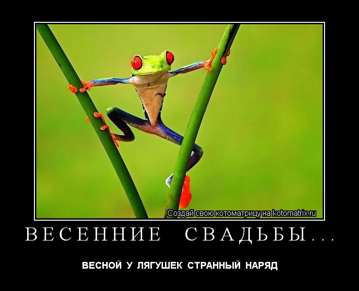Котоматрица: ВЕСЕННИЕ  СВАДЬБЫ... ВЕСНОЙ  У  ЛЯГУШЕК  СТРАННЫЙ  НАРЯД