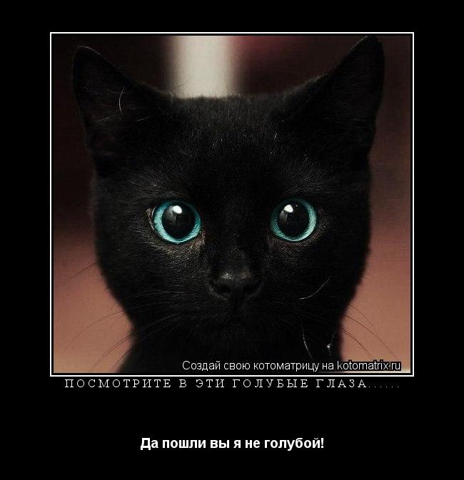 Посмотрите в эти голубые глаза...... Да пошли вы я не голубой!... Котоматрица: Посмотрите в эти голубые глаза...... Да пошли вы я не голубой!