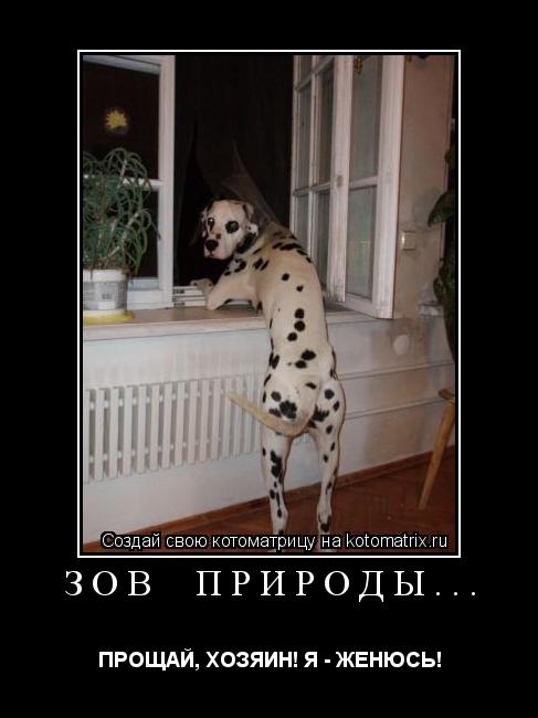 ЗОВ ПРИРОДЫ... ПРОЩАЙ, ХОЗЯИН! Я - ЖЕНЮСЬ!... Котоматрица: ЗОВ ПРИРОДЫ... ПРОЩАЙ, ХОЗЯИН! Я - ЖЕНЮСЬ!