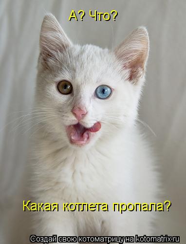 А? Что? Какая котлета пропала?... Котоматрица: А? Что? Какая котлета пропала?