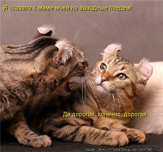 Я сказала к маме моей на выходные поедем! Да дорогая, конечно, дорогая.... Котоматрица: Я сказала к маме моей на выходные поедем! Да дорогая, конечно, дорогая.