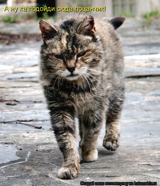 А ну ка подойди сюда поцанчик!... Котоматрица: А ну ка подойди сюда поцанчик!