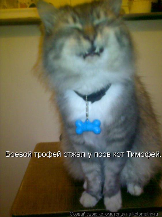 Боевой трофей отжал у псов кот Тимофей.... Котоматрица: Боевой трофей отжал у псов кот Тимофей.