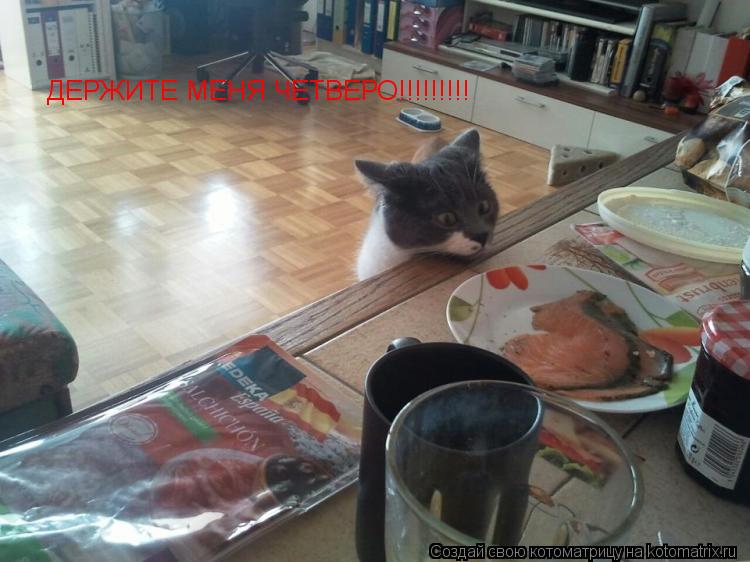 ДЕРЖИТЕ МЕНЯ ЧЕТВЕРО!!!!!!!!!... Котоматрица: ДЕРЖИТЕ МЕНЯ ЧЕТВЕРО!!!!!!!!!