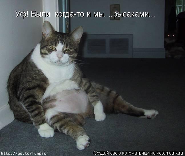 Уф! Были когда-то и мы....рысаками...... Котоматрица: Уф! Были когда-то и мы....рысаками...