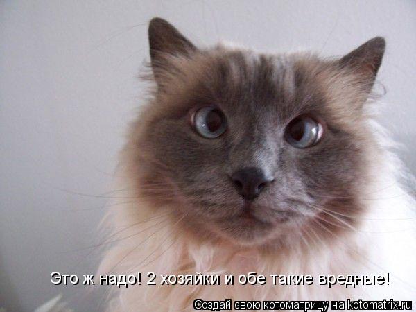 Это ж надо! 2 хозяйки и обе такие вредные!... Котоматрица: Это ж надо! 2 хозяйки и обе такие вредные!