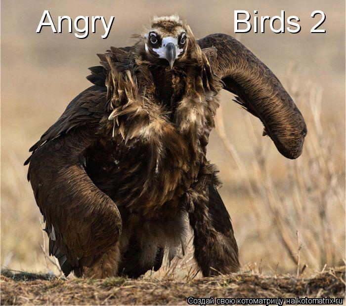 Angry Birds 2... Котоматрица: Angry Birds 2